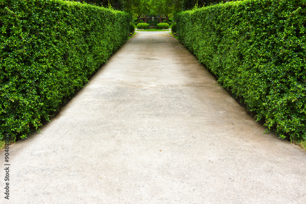 Obraz premium The path in the garden.