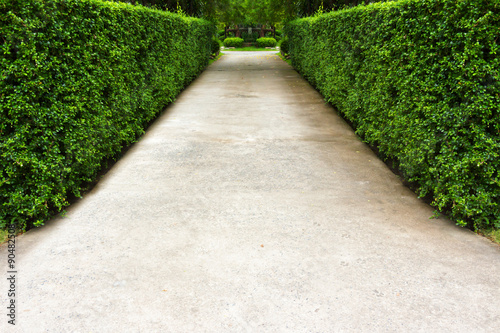 The path in the garden.