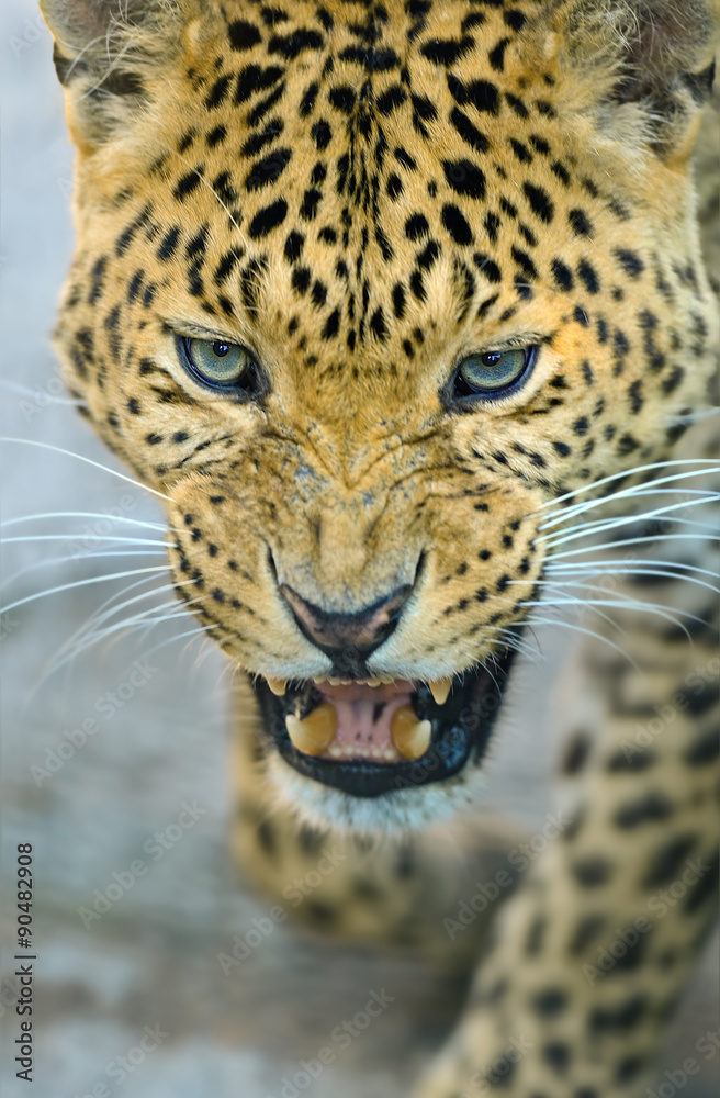 Obraz premium Leopard