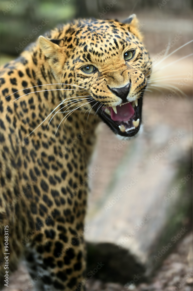 Leopard Leopard