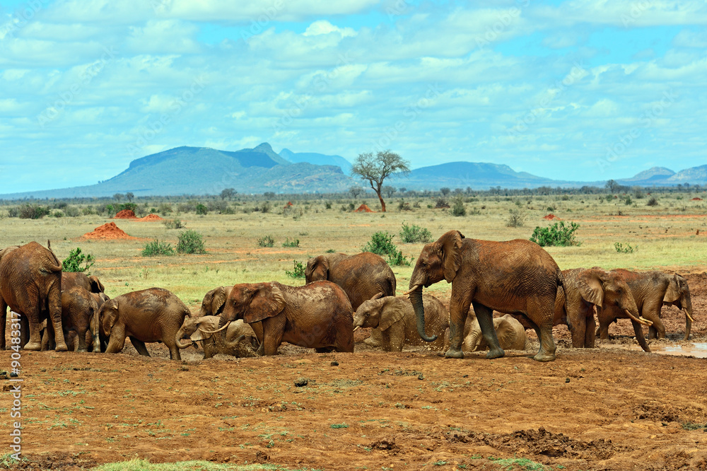 Naklejka premium Elephants Tsavo East