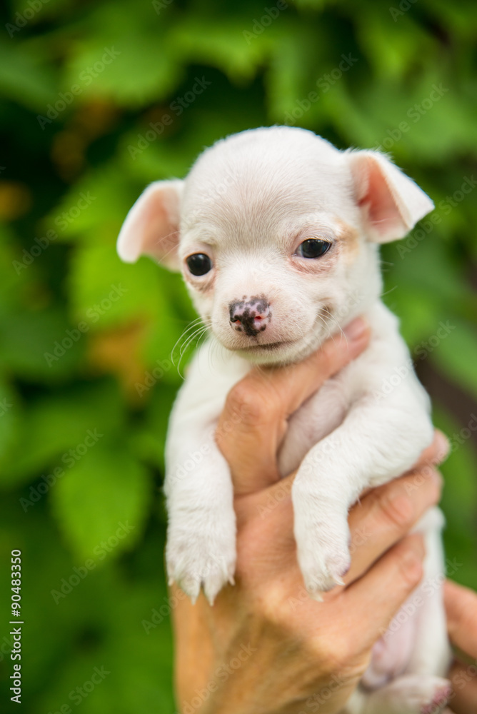 smiling cute white chihuahua puppy