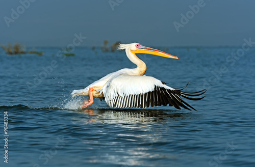 Pelican