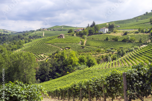 Langhe, Barolo vineyards summer panorama. Color image