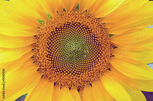 close-up sunflower