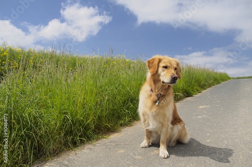 Golden Retriever am Feld
