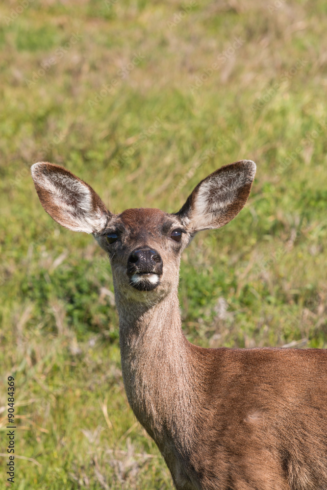 Blacktail Deer Doe