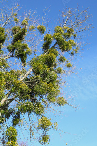 Foto Boule de gui dans un arbre
