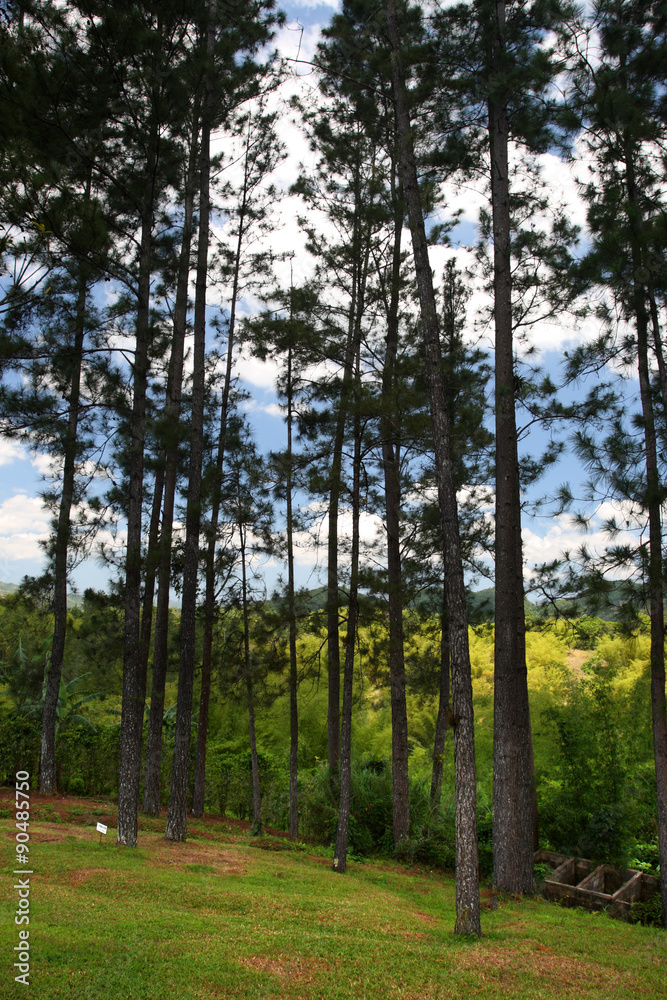 Fototapeta premium Croydon Plantation, Jamaica..