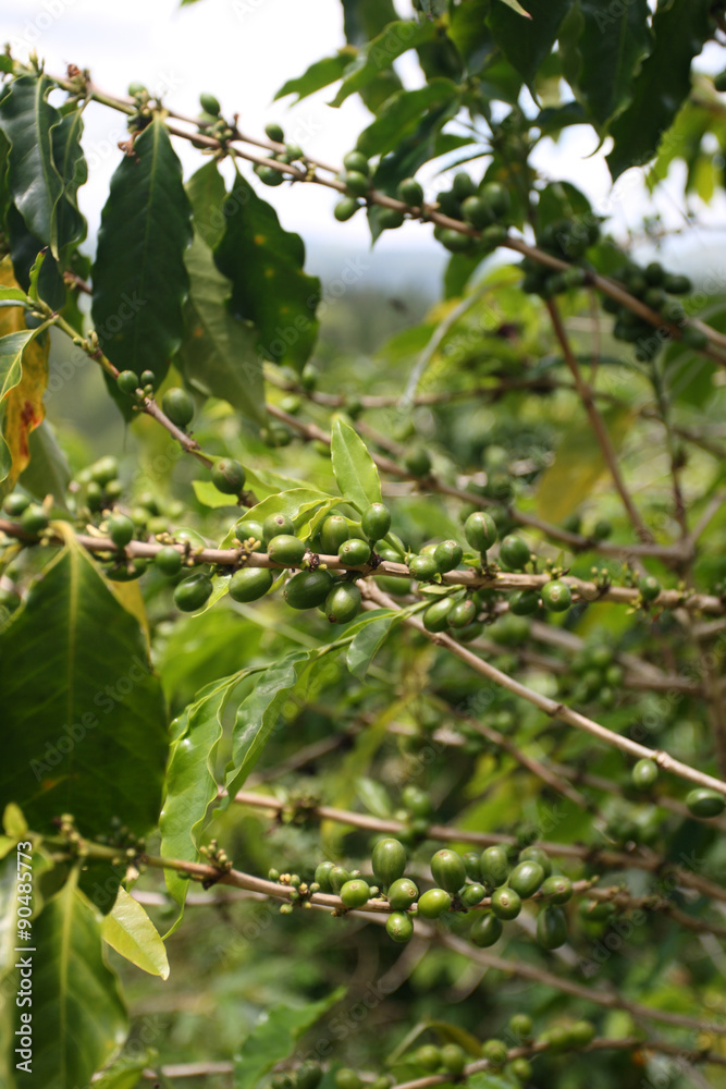 Croydon Plantation, Jamaica.. Croydon Plantation, Jamaica..
