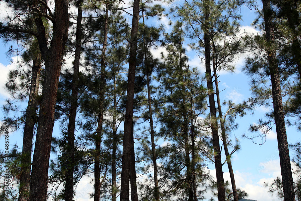 Fototapeta premium Croydon Plantation, Jamaica..