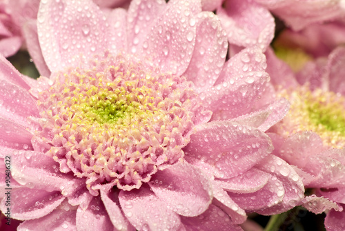 beautiful pink flower closeup
