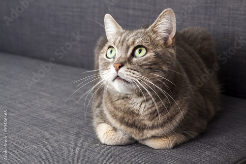 European shorthair cat on gray couch, looking up © avirid