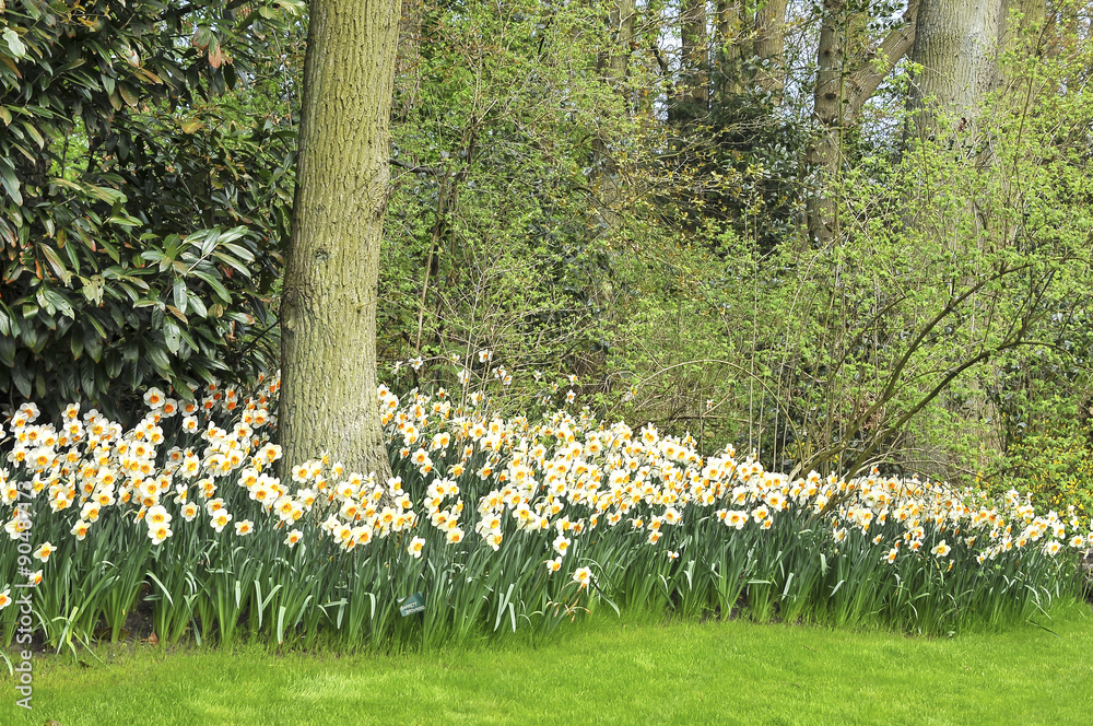 Obraz premium Narcisos