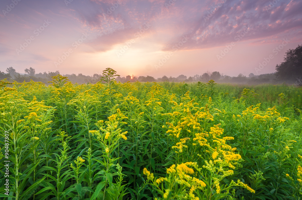 Sunrise over colorful summer meadow full of yellow goldenrods.