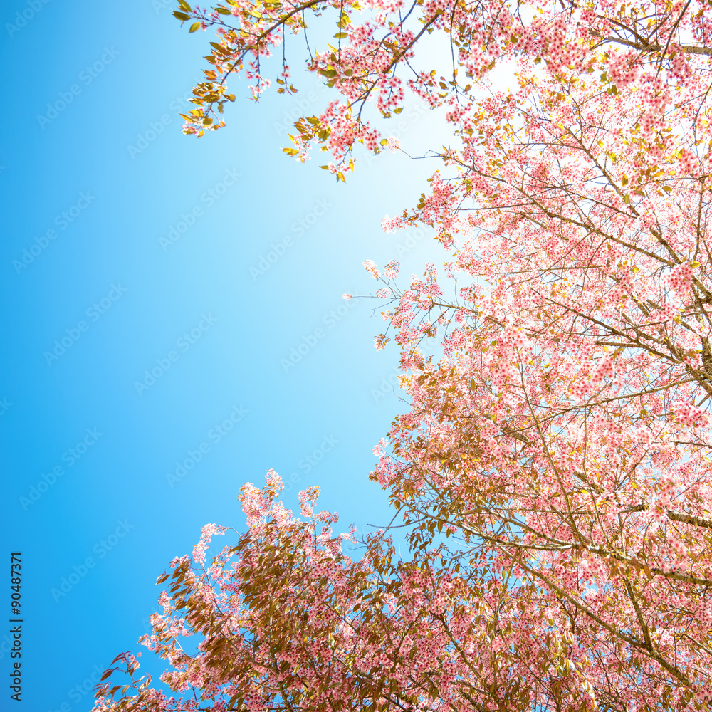 Pink sakura blooming in the sunshine and blue sky,Chiang mai ,Thailand