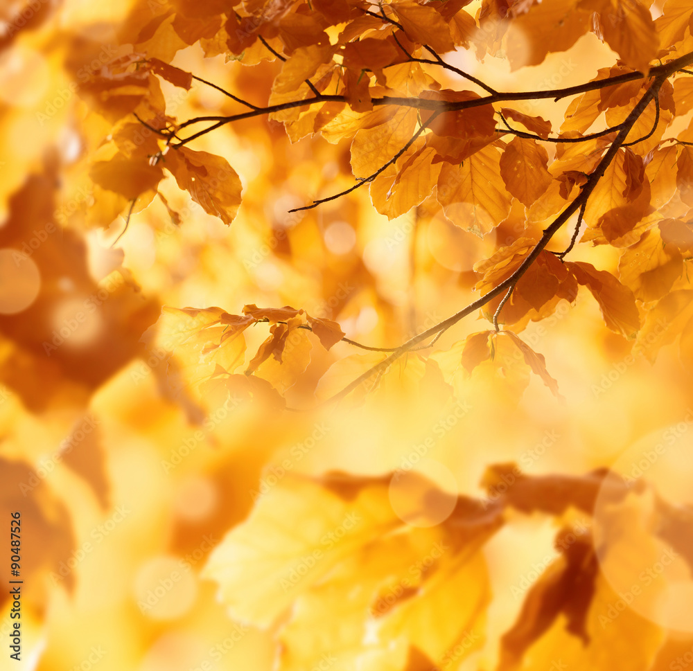autumn autumn