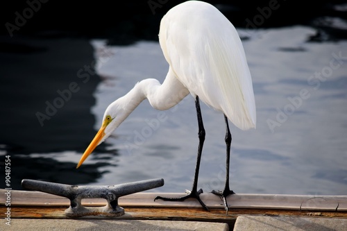 Great White Egret photo