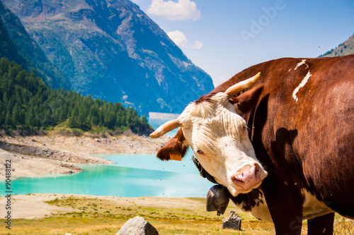 cow with lake in the background