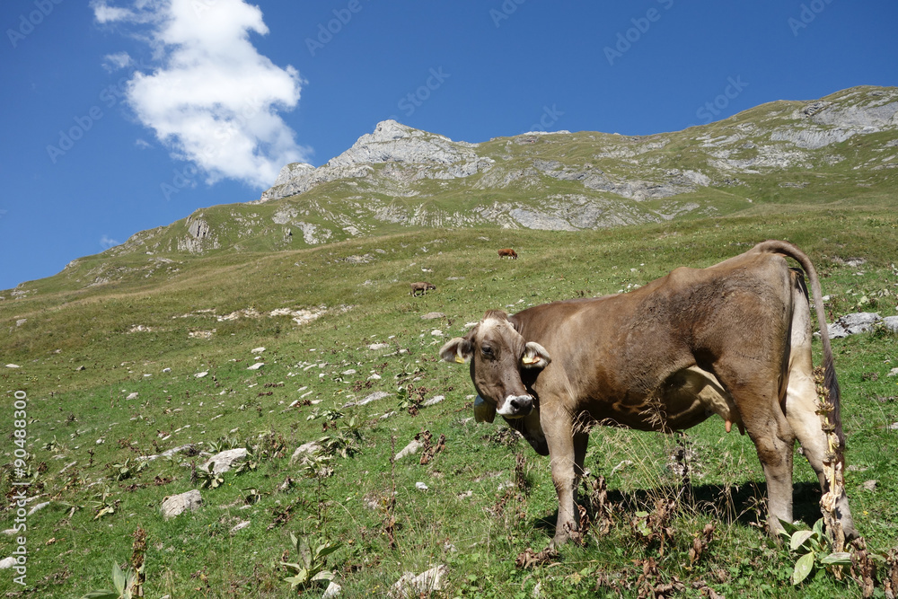 Kuh auf Alm beim Spuller See - Lechtal - Österreich