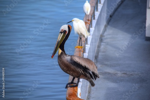 A pelican sitting on a boat