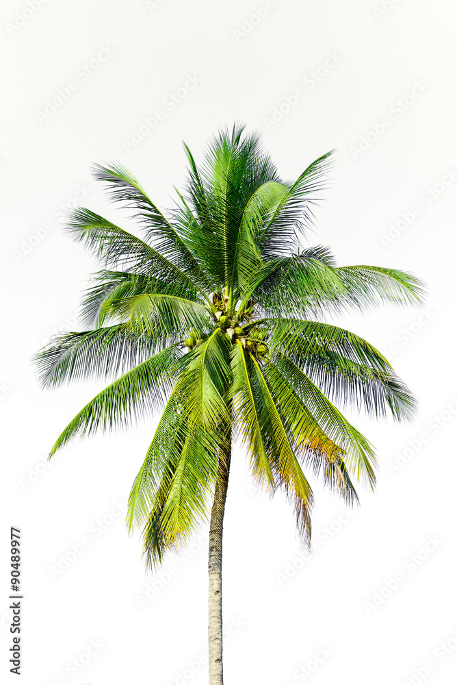 coconut tree isolated on white background