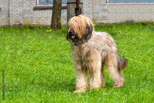 Fototapeta Naklejka Na Ścianę i Meble -  Briard stands. The Briard stands on the grass in the park.  
