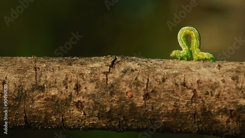 An Inch worm making its way across a tree branch, symbolizing persistence and achievement