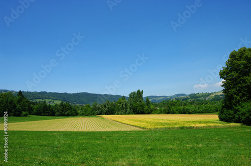 Champs de céréales en Dauphiné
