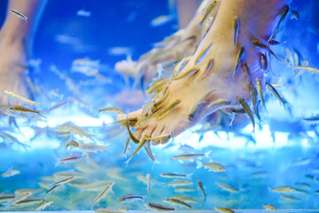 Fish Spa pedicure Rufa Garra treatment. Feet and fish in blue water