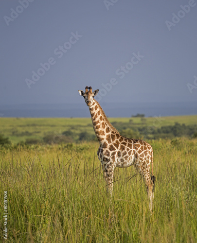 Giraffe in the Murchison Falls National Park in Uganda, Africa 