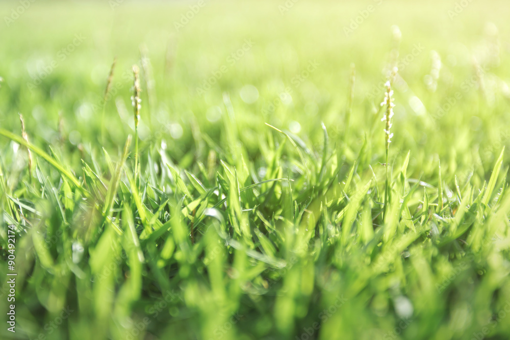Bright Green grass background texture Bright Green grass background texture