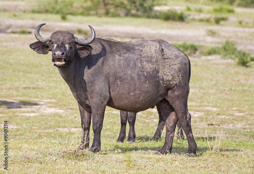 African Buffalo at Murchison Falls National Park in Uganda  Africa  