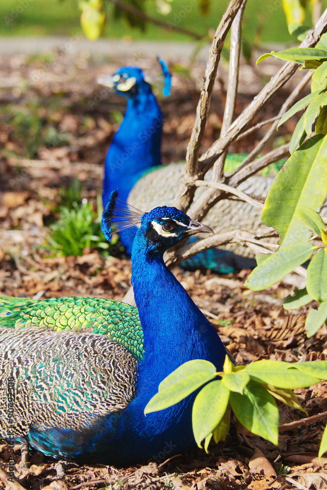 Obraz premium Two Peacocks