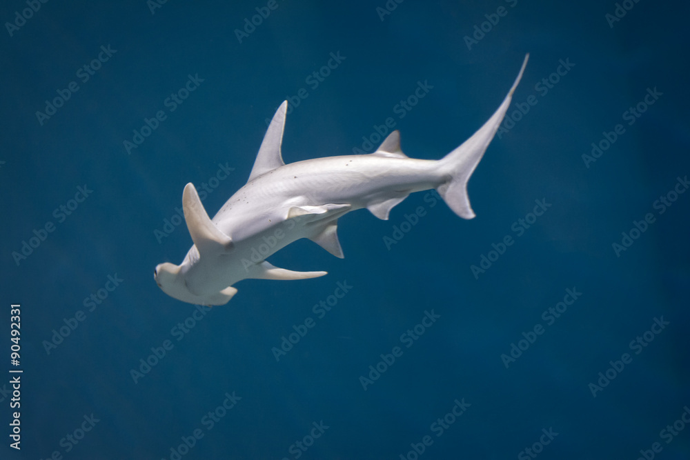 Hamerhead Shark - obrazy, fototapety, plakaty 
