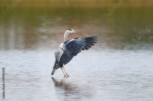 Grey Heron (Ardea cinerea) © dennisjacobsen