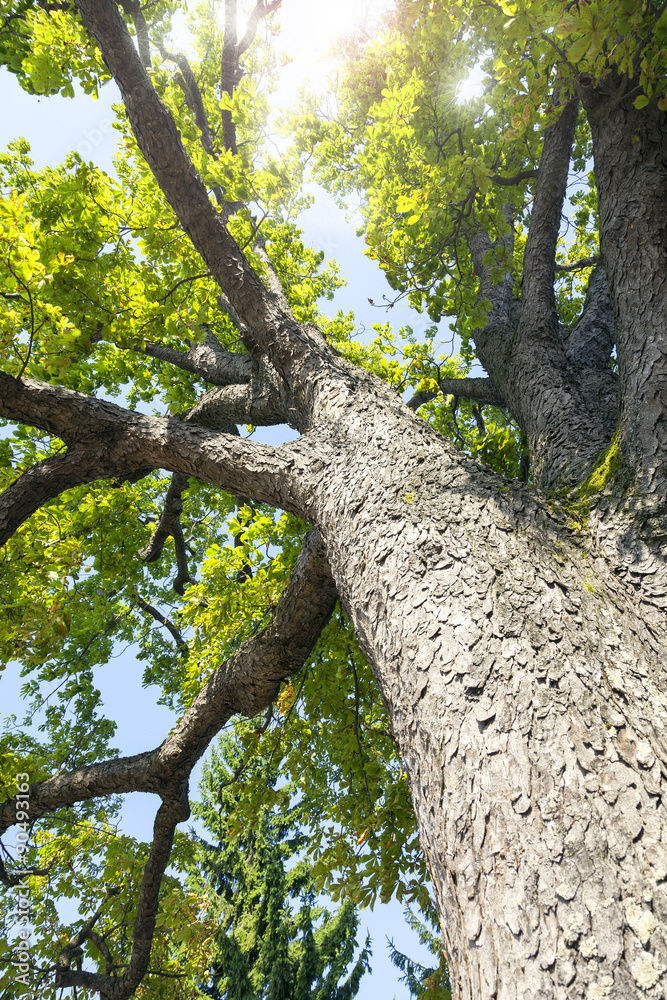 Fototapeta premium Sun rays through the branches of a chestnut tree. Color image
