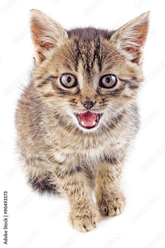 Obraz premium Mewing gray striped kitten isolated