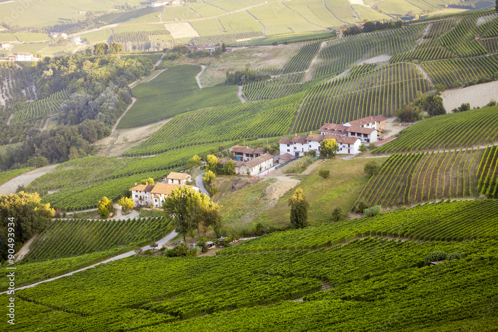 Langhe, Barolo vineyards summer panorama. Color image