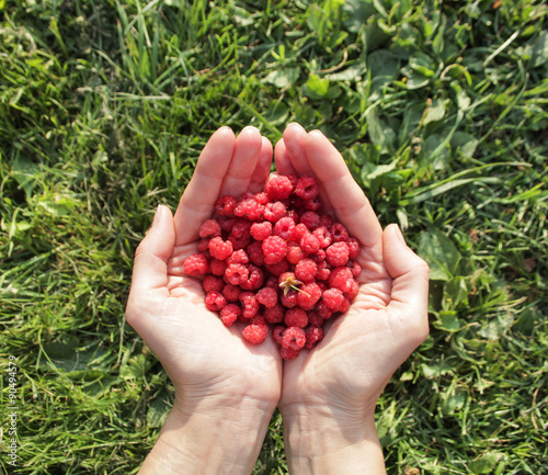 Raspberries in the hands. grass background