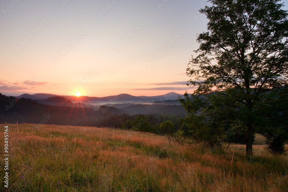 Trees on hill. Sunrise Landscape.Early Morning Meadow.