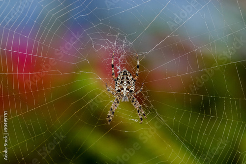 cross spider in its web waiting for the victim.