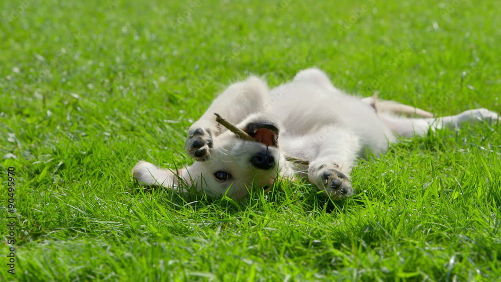 Cute Golden Retriever Puppy is Playing with a Stick Cute Golden Retriever Puppy is Playing with a Stick