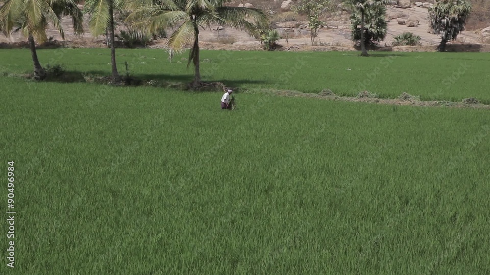 Green rice paddy fields with palm trees and mountains in the background in Hampi, Karnataka, India. Workers weed rice. Green rice paddy fields with palm trees and mountains in the background in Hampi, Karnataka, India. Workers weed rice.