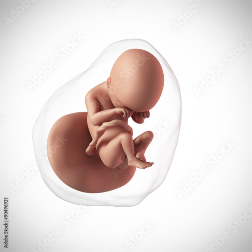 weekly development of a human fetus - week 19 photo