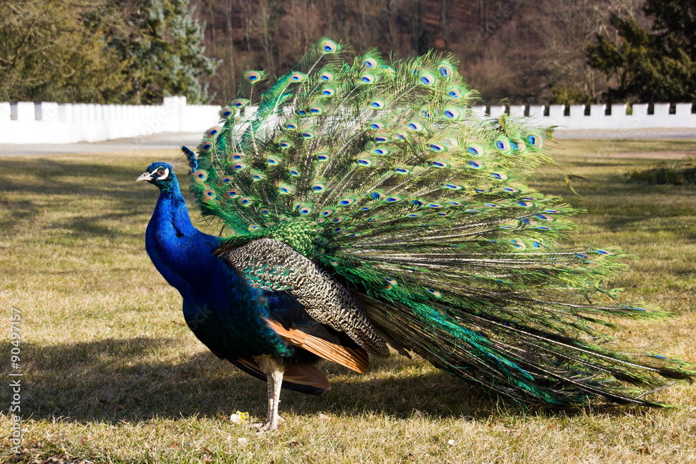 Obraz premium Peacock