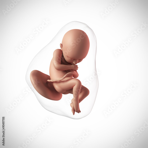 weekly development of a human fetus - week 36 photo