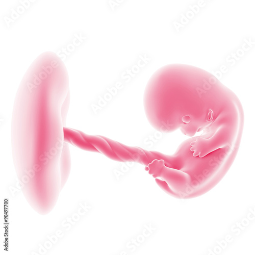 illustration of the fetal development - week 8