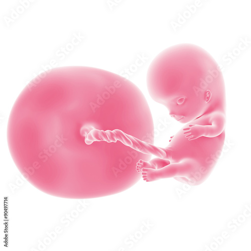 Obraz na plátně illustration of the fetal development - week 10