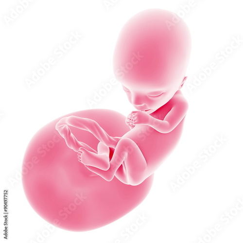 Fototapeta illustration of the fetal development - week 13